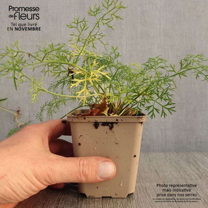 Exemplaar van Peucedanum rablense - Varkenskervel Kweekpotje van 8/9 cm zoals geleverd in de herfst