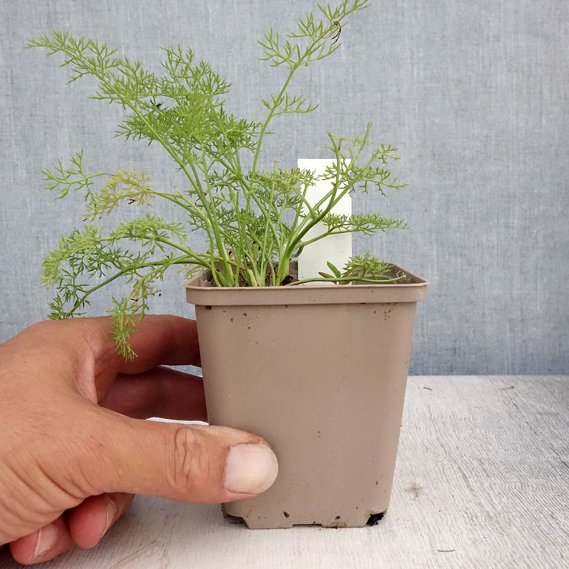 Exemplaar van Peucedanum rablense - Varkenskervel Kweekpotje van 8/9 cm zoals geleverd in de zomer