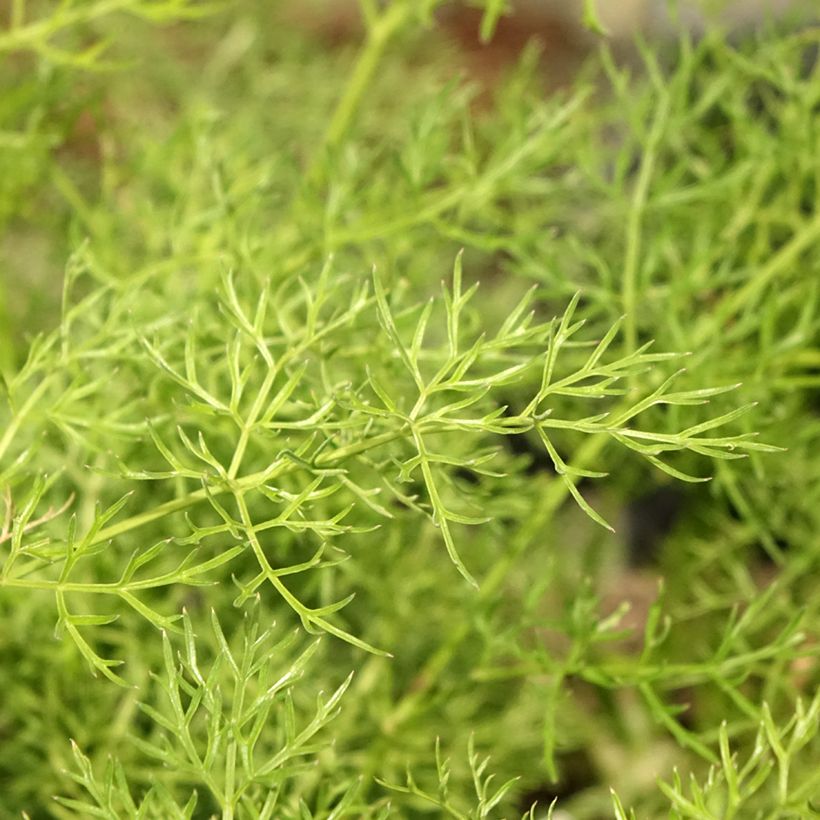 Peucedanum rablense - Varkenskervel (Blad)