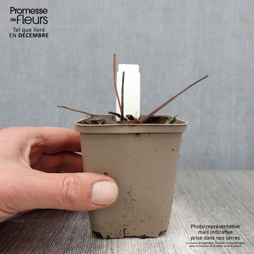 Exemplaar van Peucedanum verticillare - Varkenskervel Kweekpotje van 8/9 cm zoals geleverd in de herfst