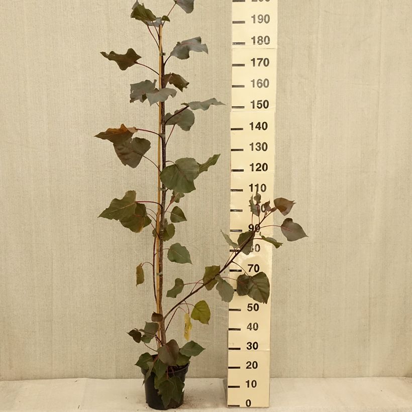 Exemplaar van Populus deltoides Fuego - Amerikaanse populier Pot van 7,5 l/10 l zoals geleverd in de herfst
