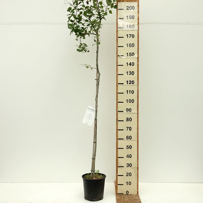 Exemplaar van Populus tremula - Ratelpopulier Pot van 7,5 l/10 l zoals geleverd in de zomer