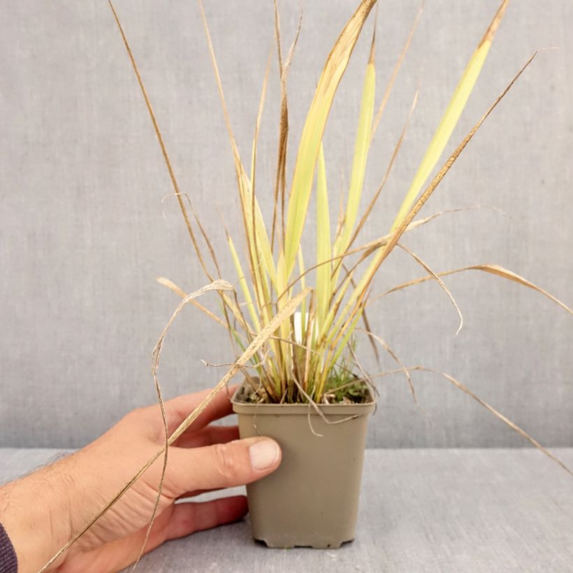 Exemplaar van Phaenosperma globosa Kweekpotje van 8/9 cm zoals geleverd in de herfst