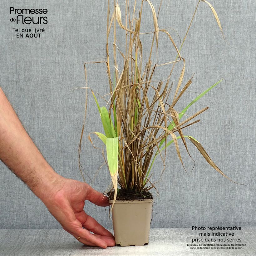 Exemplaar van Phaenosperma globosa Kweekpotje van 8/9 cm zoals geleverd in de zomer