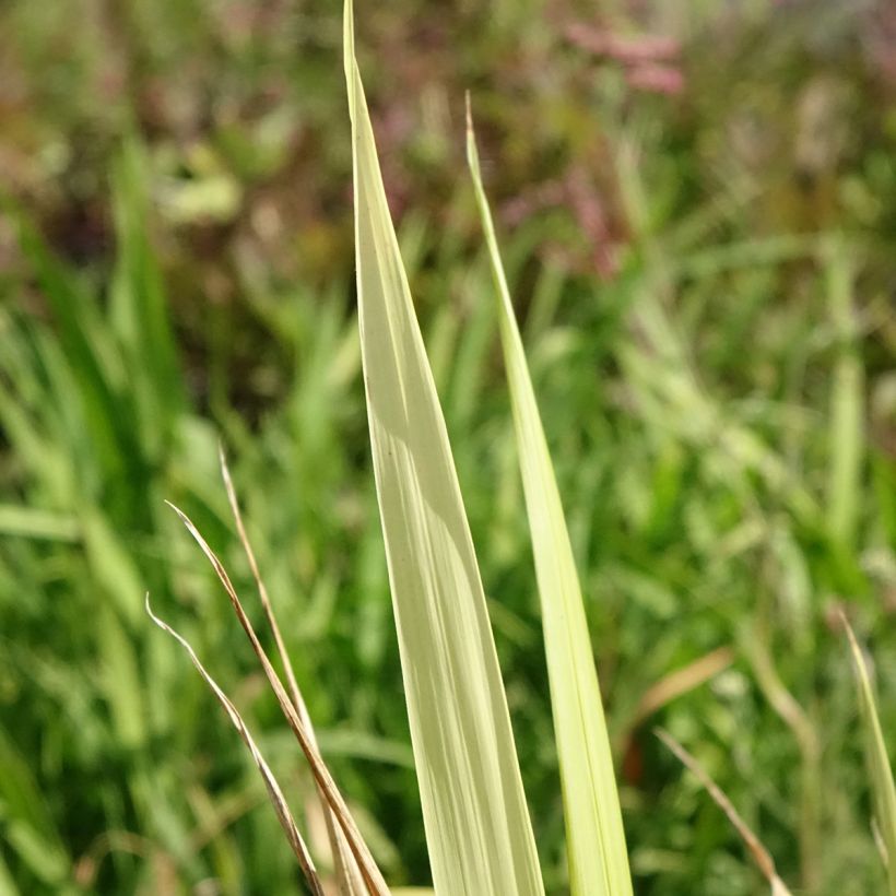 Phaenosperma globosa (Blad)