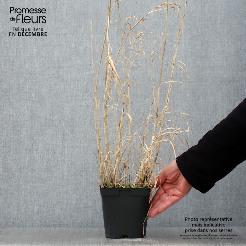 Exemplaar van Phalaris arundinacea Picta - Rietgras Pot van 2 l/3 l zoals geleverd in de herfst