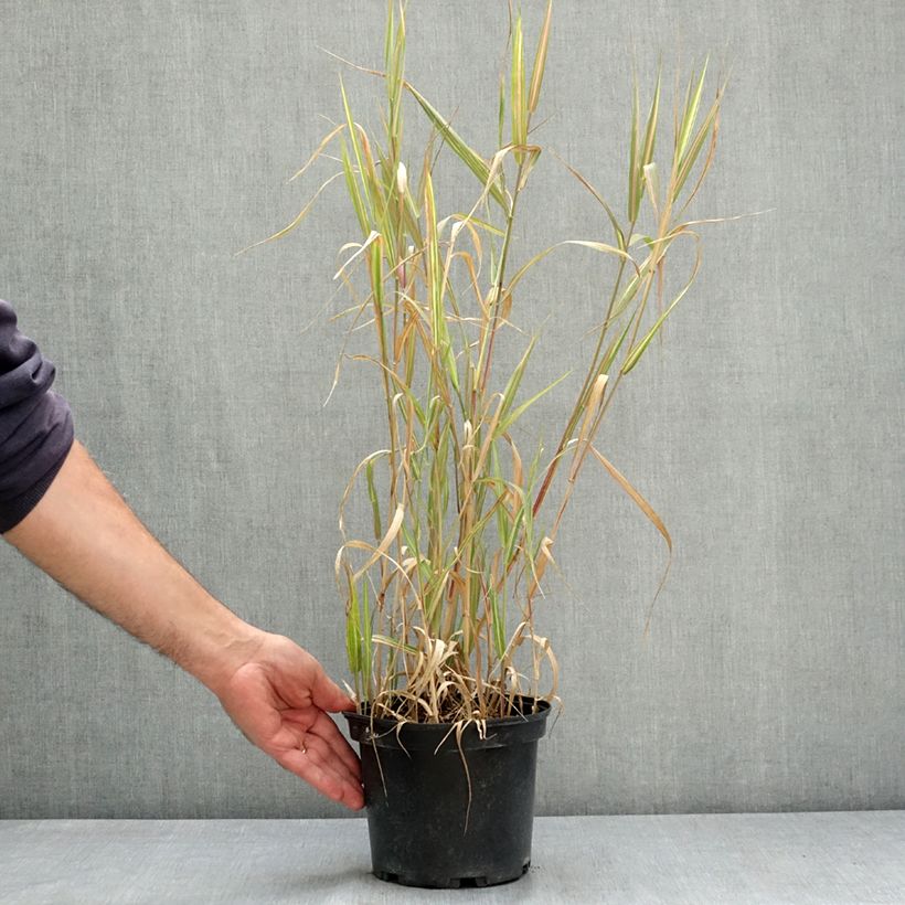 Exemplaar van Phalaris arundinacea Strawberry and Cream - Rietgras Pot van 2 l/3 l zoals geleverd in de zomer