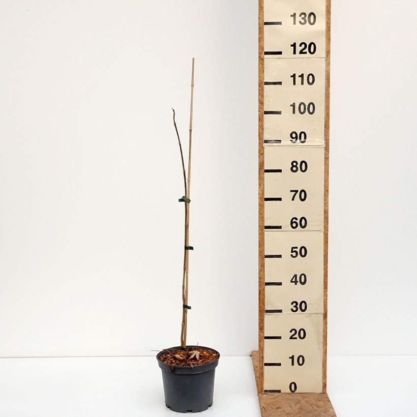 Exemplaar van Phellodendron amurense - Kurkboom Pot van 4 l/5 l zoals geleverd in de herfst