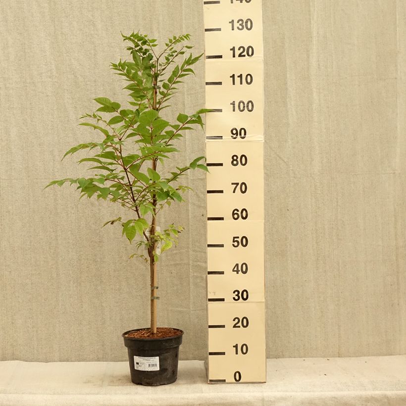 Exemplaar van Phellodendron amurense - Kurkboom Pot van 4 l/5 l zoals geleverd in de zomer