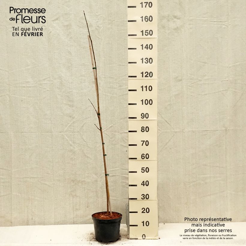 Exemplaar van Phellodendron amurense - Kurkboom Pot van 4 l/5 l zoals geleverd in de winter