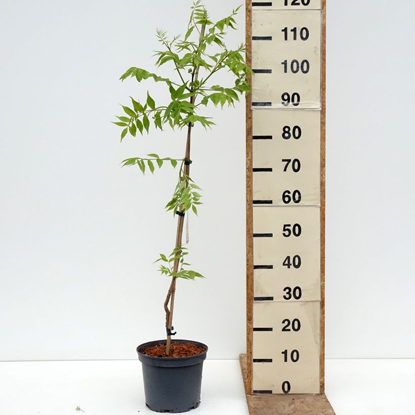 Exemplaar van Phellodendron amurense - Kurkboom Pot van 4 l/5 l zoals geleverd in de lente