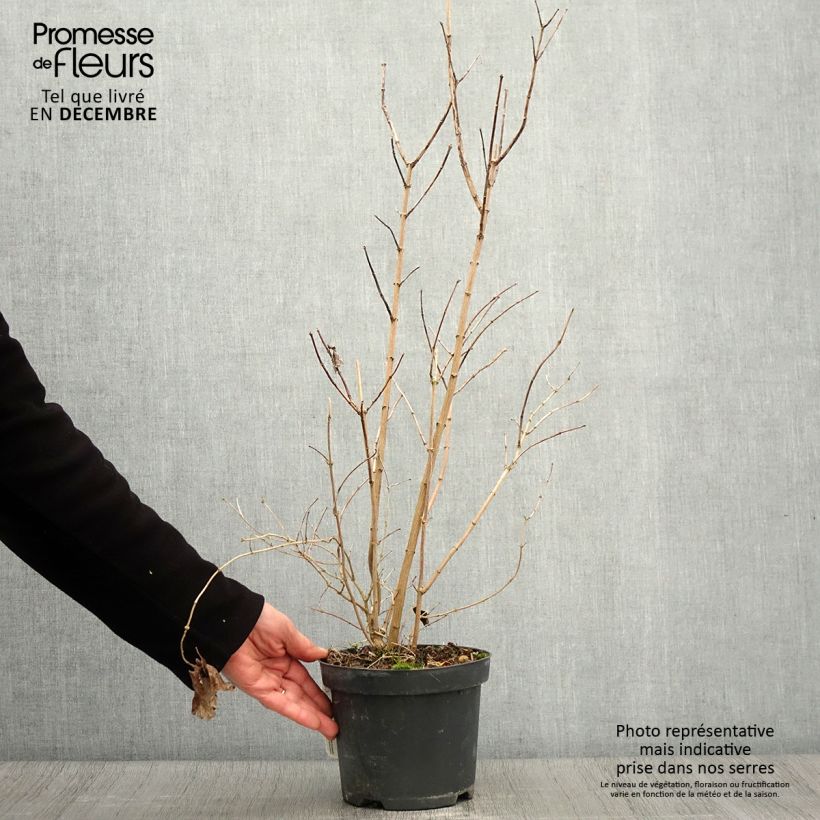 Exemplaar van Philadelphus persica Bouquet Blanc - Boerenjasmijn Pot van 2 l/3 l zoals geleverd in de herfst