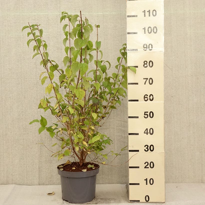 Exemplaar van Philadelphus persica Bouquet Blanc - Boerenjasmijn Pot van 7,5 l/10 l zoals geleverd in de herfst