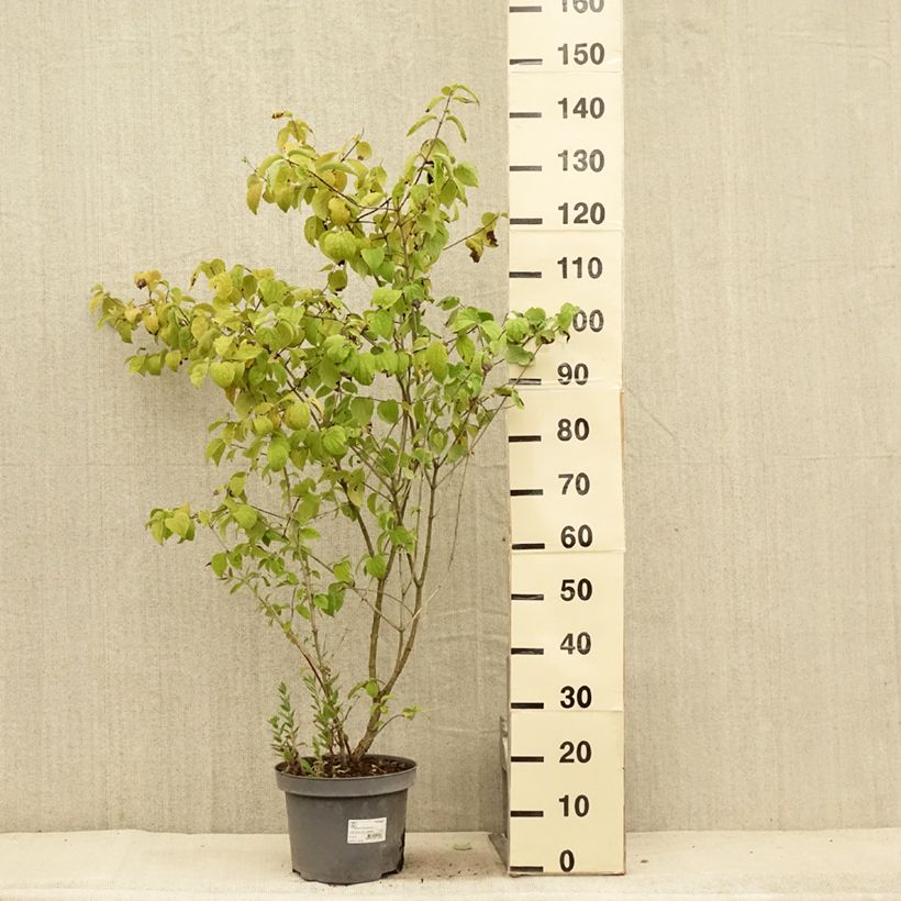 Exemplaar van Philadelphus persica Bouquet Blanc - Boerenjasmijn Pot van 7,5 l/10 l zoals geleverd in de zomer