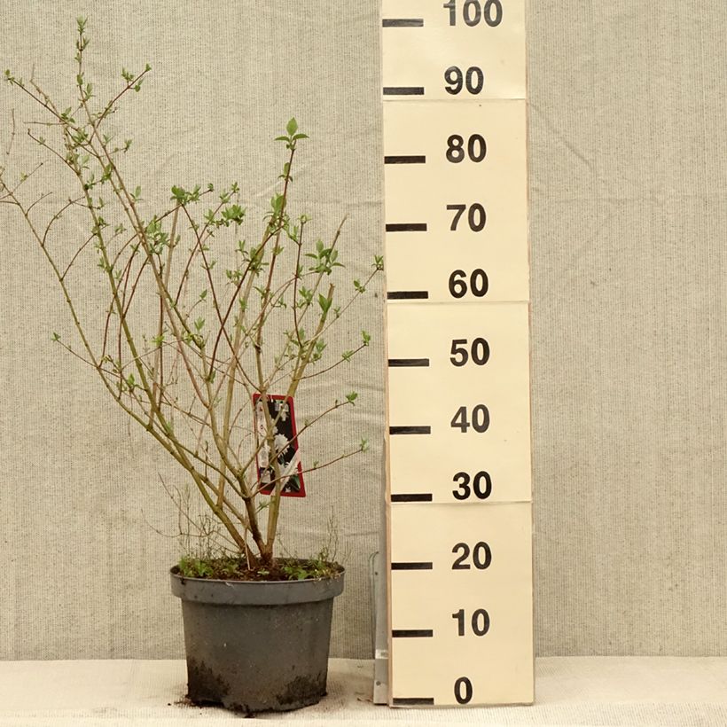 Exemplaar van Philadelphus persica Bouquet Blanc - Boerenjasmijn Pot van 7,5 l/10 l zoals geleverd in de lente