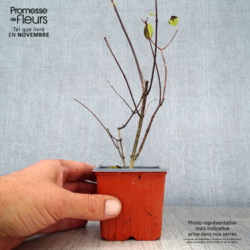 Exemplaar van Philadelphus coronarius - Boerenjasmijn Kweekpotje van 8/9 cm zoals geleverd in de herfst