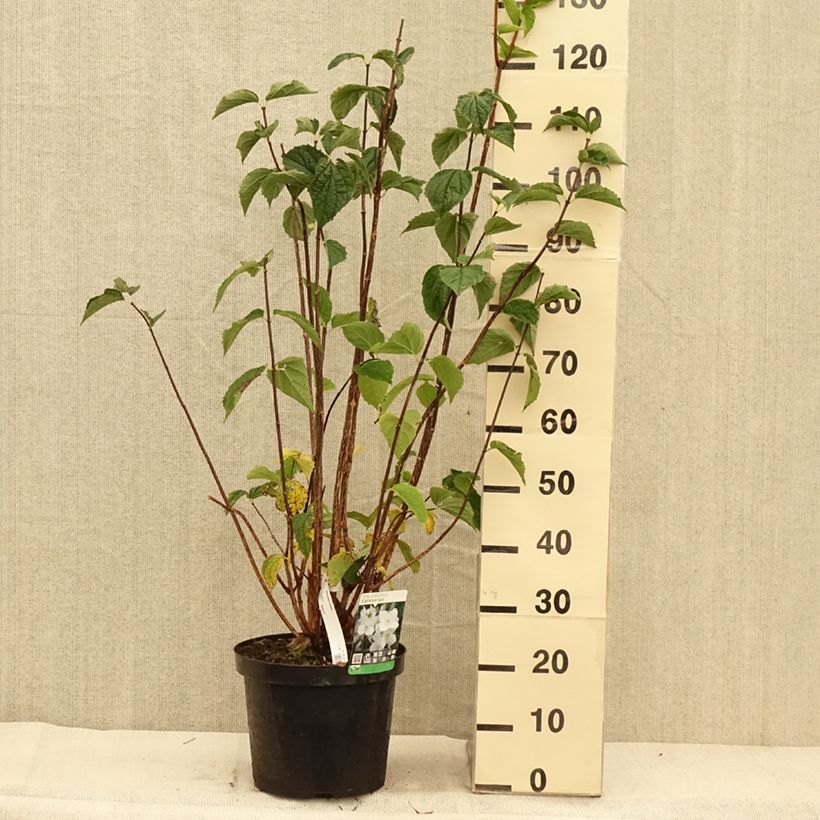 Exemplaar van Philadelphus coronarius - Boerenjasmijn Pot van 4 l/5 l zoals geleverd in de herfst