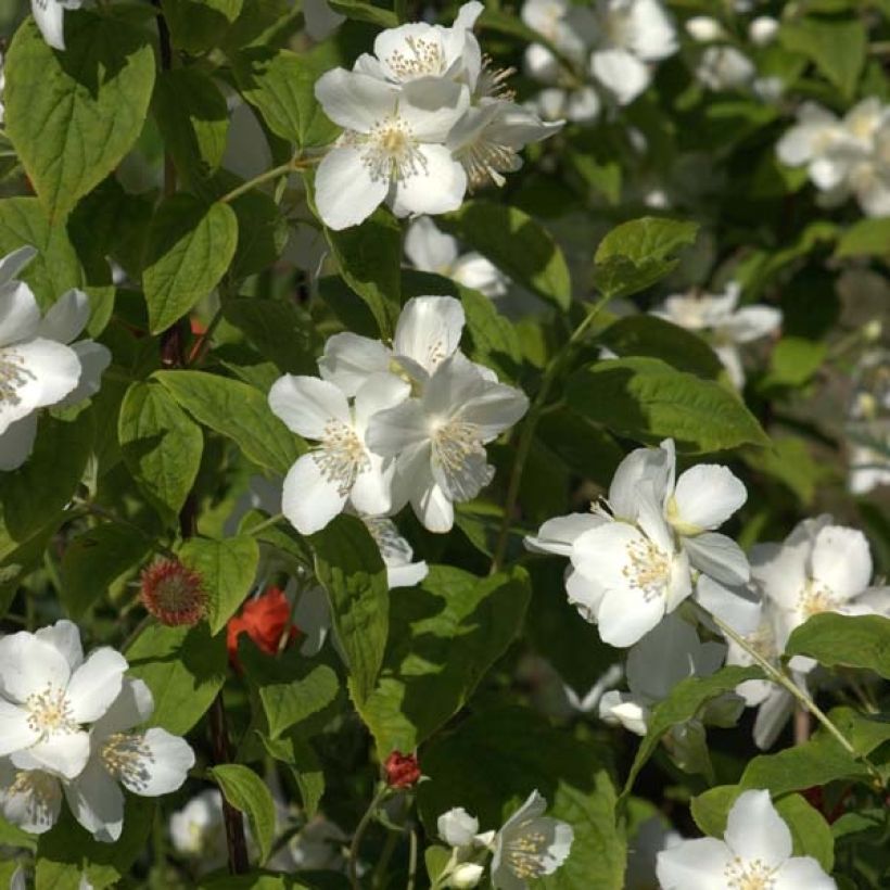 Philadelphus coronarius - Boerenjasmijn (Bloei)