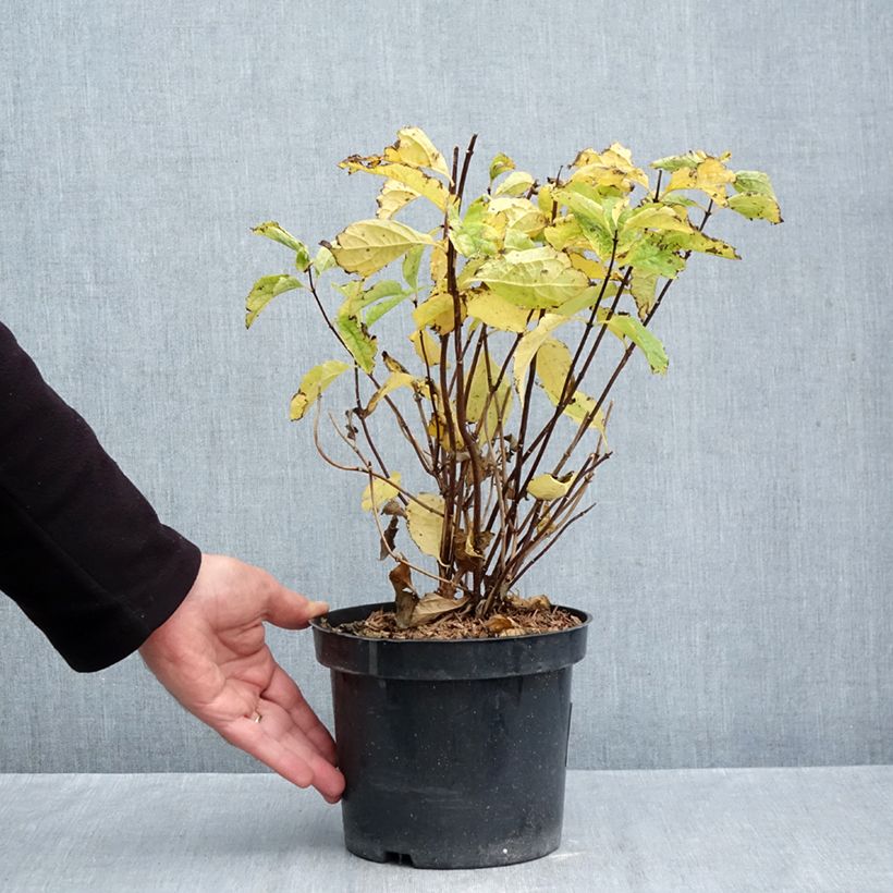 Exemplaar van Philadelphus coronarius - Boerenjasmijn Pot van 2 l/3 l zoals geleverd in de herfst