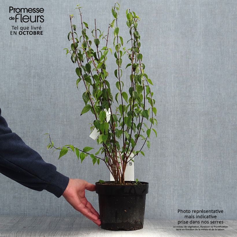 Exemplaar van Philadelphus Dame Blanche - Boerenjasmijn Pot van 3 l/4 l zoals geleverd in de herfst