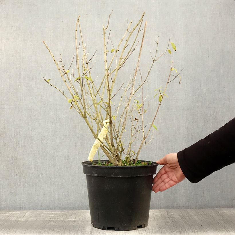 Exemplaar van Seringat des Jardins - Philadelphus Innocence Pot de 7,5L/10L zoals geleverd in de herfst