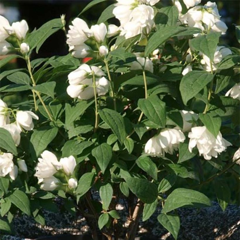 Philadelphus Little White Love - Boerenjasmijn (Blad)