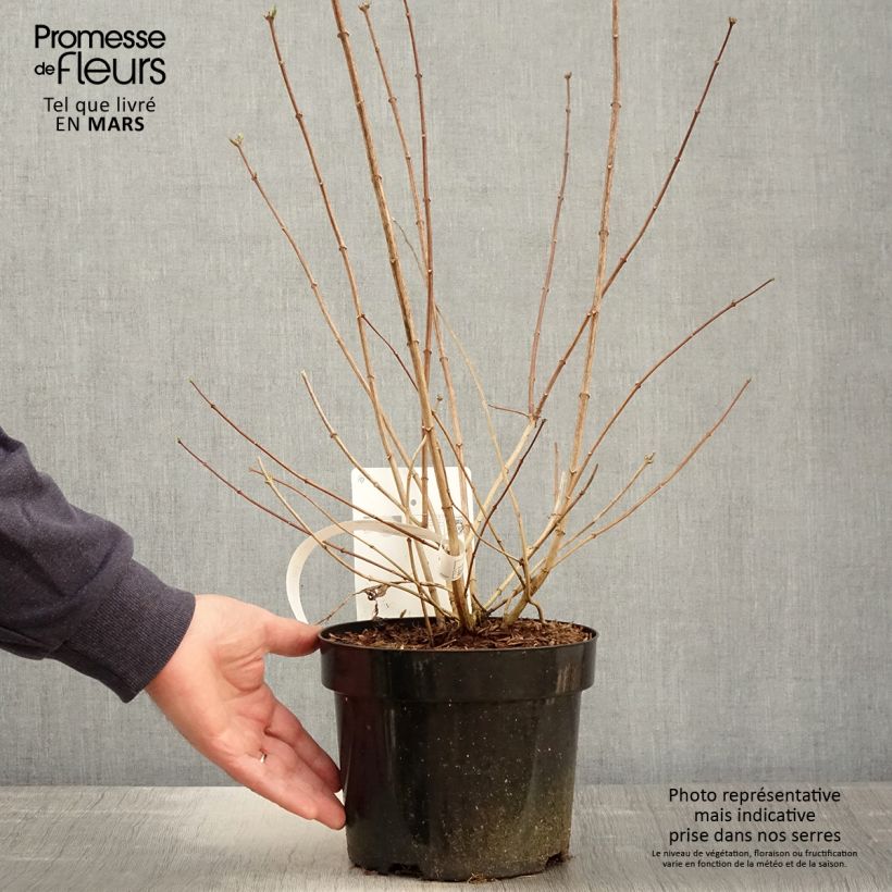 Exemplaar van Philadelphus virginalis Minnesota Snowflake - Boerenjasmijn Pot van 2 l/3 l zoals geleverd in de lente