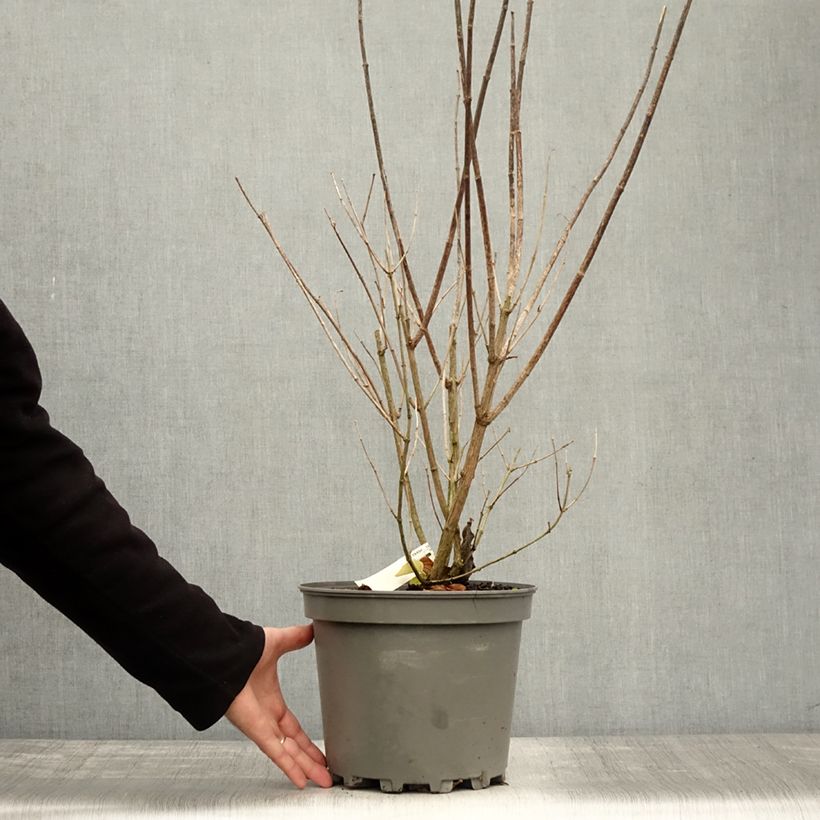 Exemplaar van Philadelphus virginalis Minnesota Snowflake - Boerenjasmijn Pot van 7,5 l/10 l zoals geleverd in de herfst