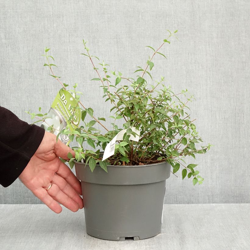 Exemplaar van Philadelphus Petite Perfume Wit - Boerenjasmijn Pot van 3 l/4 l zoals geleverd in de herfst