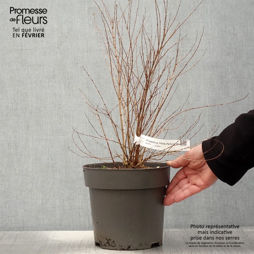 Exemplaar van Philadelphus Petite Perfume White Pot de 3L/4L zoals geleverd in de winter