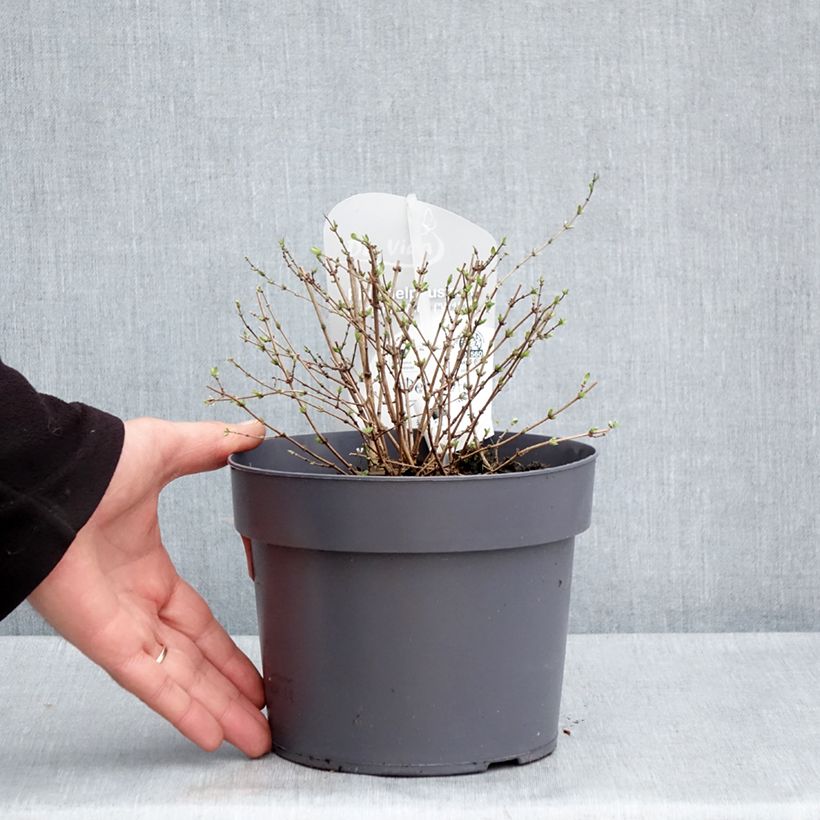 Exemplaar van Philadelphus Petite Perfume Wit - Boerenjasmijn Pot van 3 l/4 l zoals geleverd in de lente