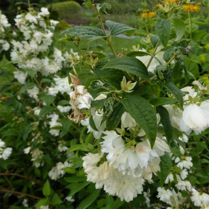 Philadelphus Snowbelle - Boerenjasmijn (Bloei)