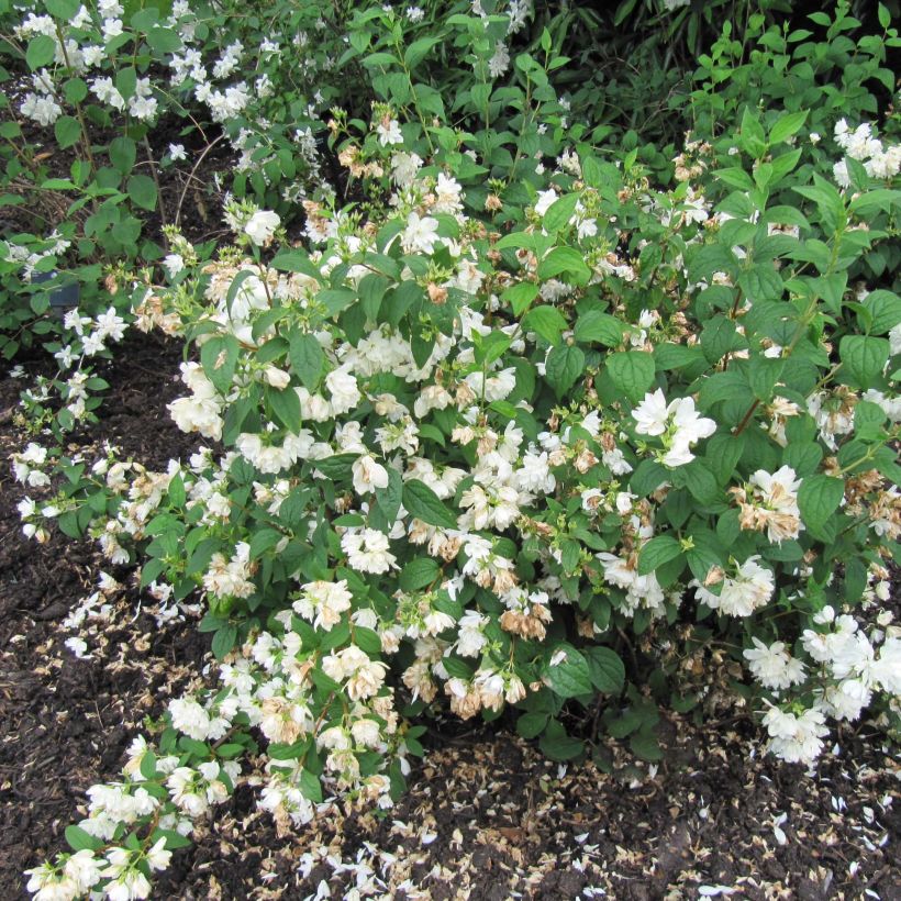 Philadelphus Snowbelle - Boerenjasmijn (Groeiplaats)