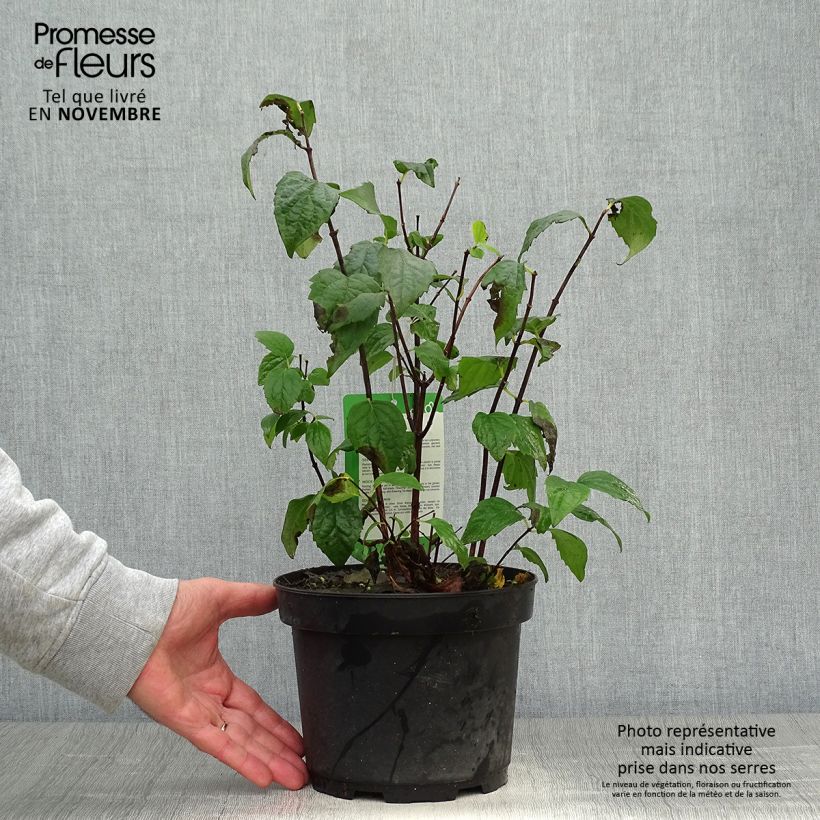 Exemplaar van Philadelphus Virginal - Boerenjasmijn Pot van 3 l/4 l zoals geleverd in de herfst