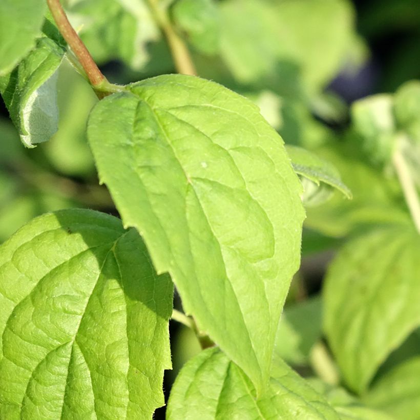 Philadelphus Virginal - Boerenjasmijn (Blad)
