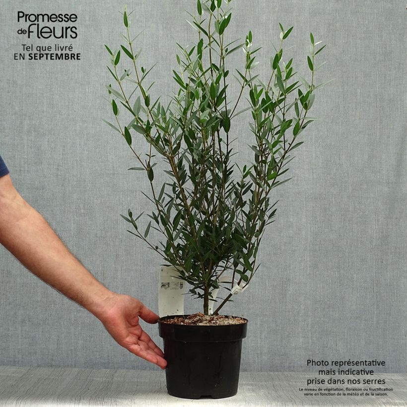 Exemplaar van Phillyrea angustifolia - Steenlinde Pot van 2 l/3 l zoals geleverd in de herfst