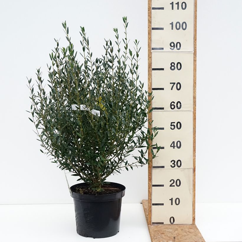 Exemplaar van Phillyrea angustifolia - Steenlinde Pot van 7,5 l/10 l zoals geleverd in de herfst
