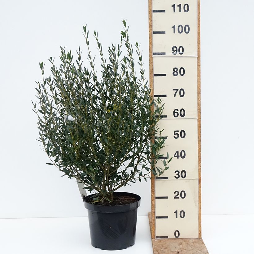 Exemplaar van Phillyrea angustifolia - Steenlinde Pot van 7,5 l/10 l zoals geleverd in de winter