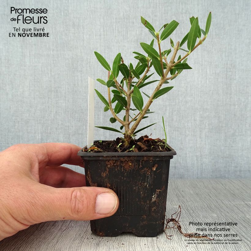 Exemplaar van Phillyrea angustifolia Green Up - Steenlinde Kweekpotje van 8/9 cm zoals geleverd in de herfst