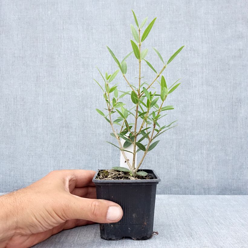 Exemplaar van Phillyrea angustifolia Green Up - Steenlinde Kweekpotje van 8/9 cm zoals geleverd in de zomer