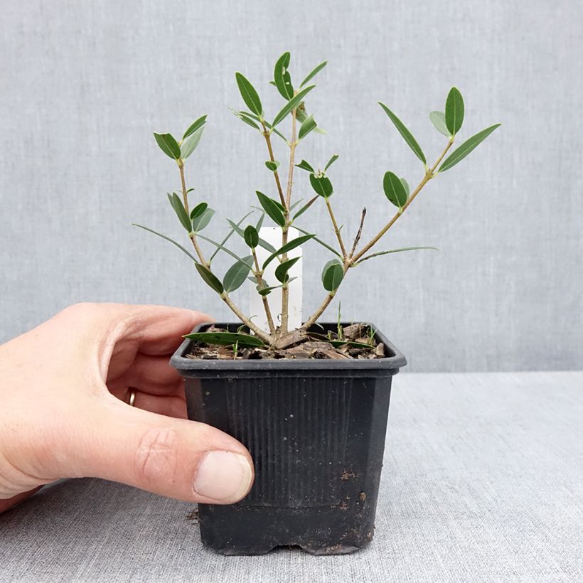 Exemplaar van Phillyrea angustifolia Green Up - Steenlinde Kweekpotje van 8/9 cm zoals geleverd in de lente