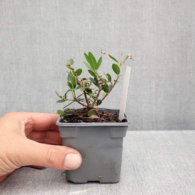 Exemplaar van Phillyrea angustifolia GreenQuick - Steenlinde Kweekpotje van 8/9 cm zoals geleverd in de herfst