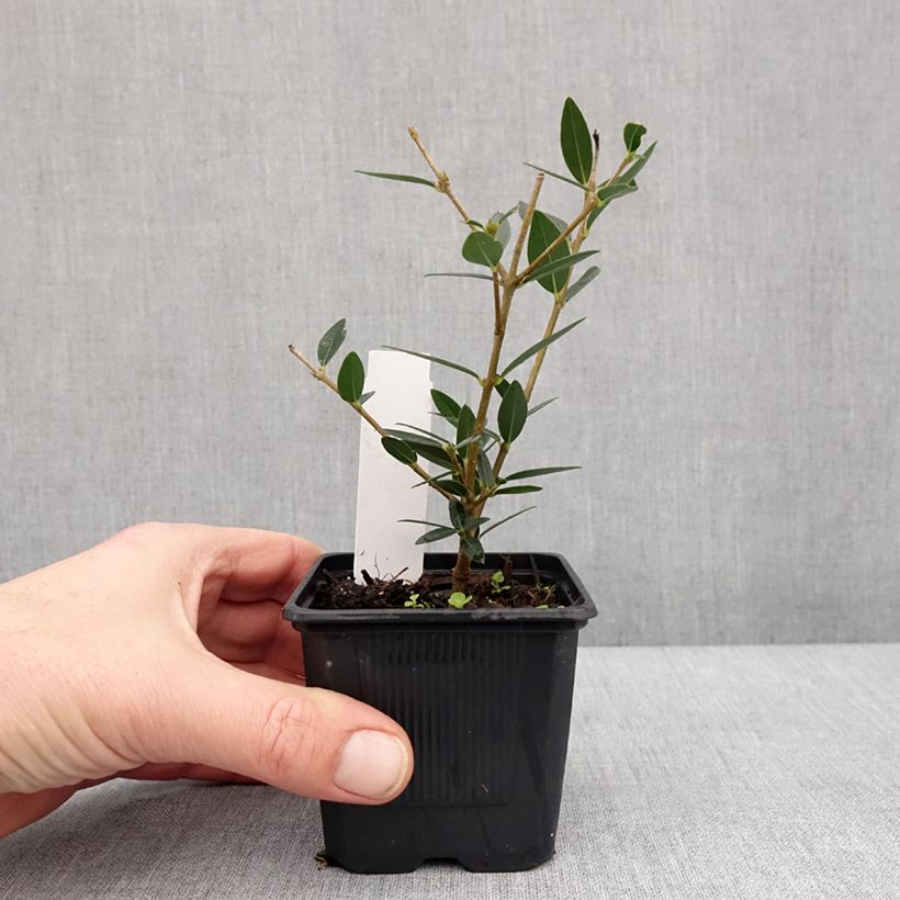 Exemplaar van Phillyrea angustifolia GreenQuick - Filaire à feuilles étroites Godet de 8/9 cm zoals geleverd in de winter
