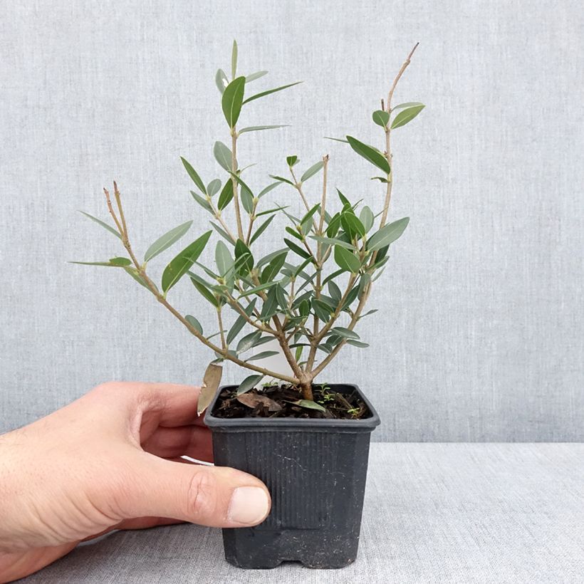 Exemplaar van Phillyrea angustifolia GreenQuick - Steenlinde Kweekpotje van 8/9 cm zoals geleverd in de lente