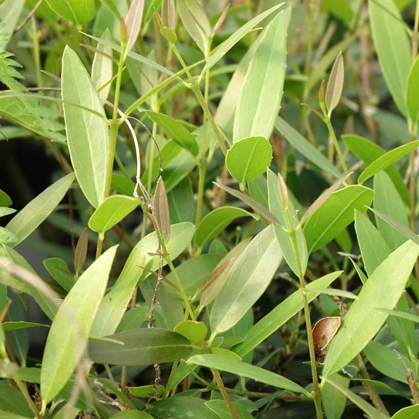 Phillyrea angustifolia Rosmarinifolia - Steenlinde (Blad)
