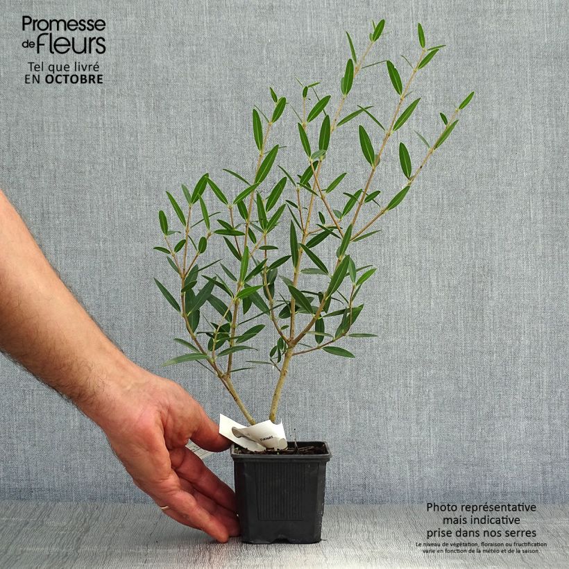 Exemplaar van Phillyrea angustifolia Rosmarinifolia - Steenlinde Kweekpotje van 8/9 cm zoals geleverd in de herfst