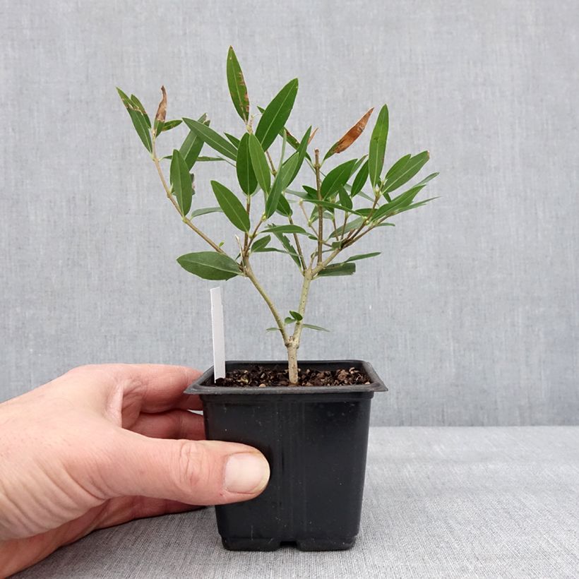 Exemplaar van Phillyrea angustifolia Rosmarinifolia - Filaire à feuilles étroites Godet de 8/9 cm zoals geleverd in de winter