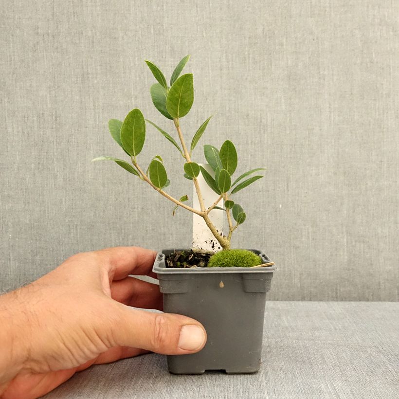 Exemplaar van Phillyrea latifolia - Steenlinde Kweekpotje van 8/9 cm zoals geleverd in de zomer