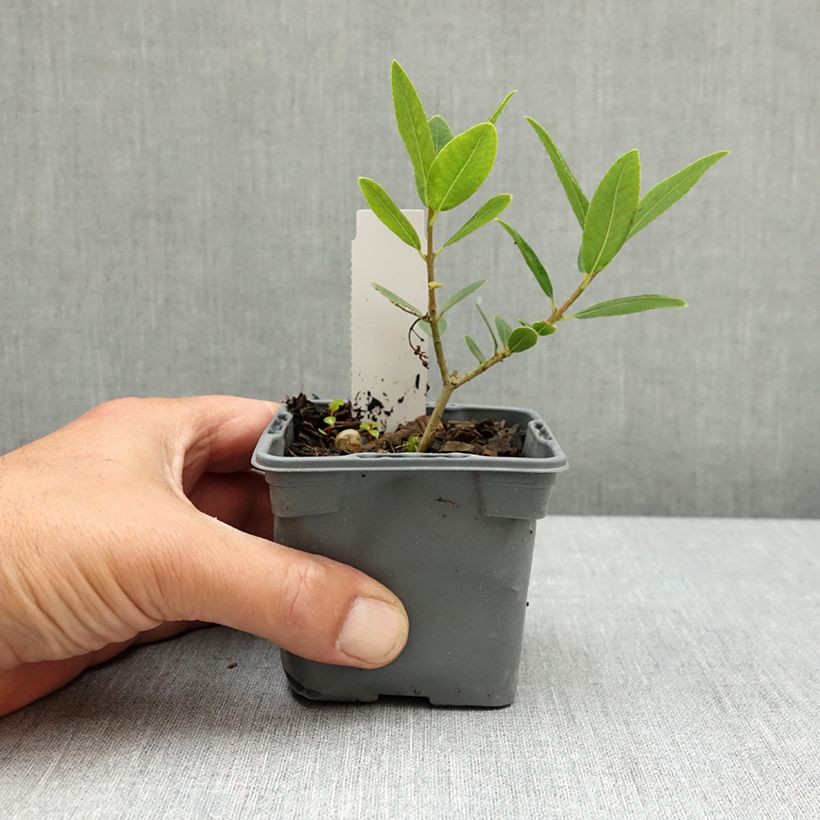 Exemplaar van Phillyrea latifolia - Steenlinde Kweekpotje van 8/9 cm zoals geleverd in de lente