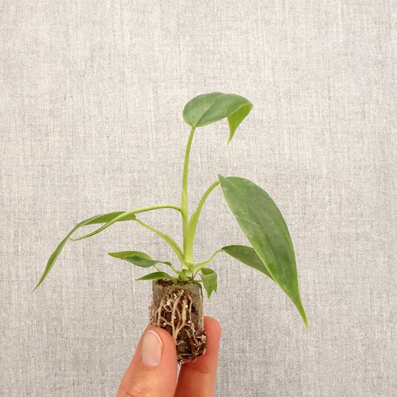 Exemplaar van Philodendron 69686 Mini-kamerplanten zoals geleverd in de lente